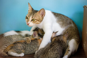 Mother cat nursing her kittens showing maternal care and warmth indoors