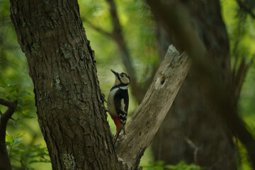 ウトナイ湖の野鳥