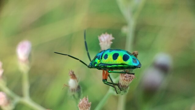 bug on a flower