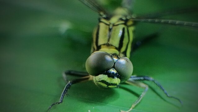 dragonfly on a green leaf