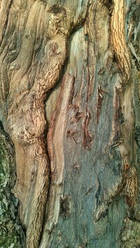 tree bark texture