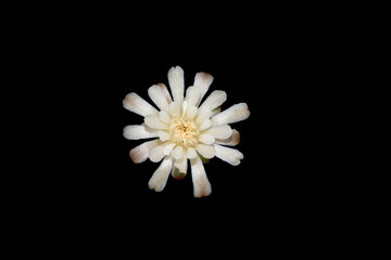 White cactus flower with black background