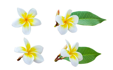 Frangipani flowers with green leaf or spa flower isolated on white
