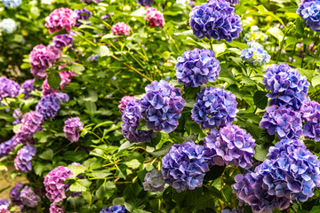 静岡県下田市　下田公園のアジサイ
