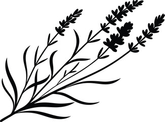 Lavender Flower Illustration Design. Hand Drawn Lavender Botanical Art. Elegant Lavender Plant Silhouette. Lavender Bloom Graphic Design. Simple Lavender Floral Illustration