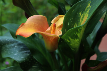 Close-up of orange Calla lilies in the garden. Zantedeschia aethiopica in bloom
