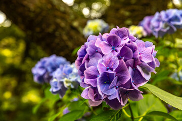 静岡県下田市　下田公園のアジサイ
