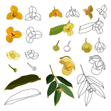 Set melodorum fruticosum lour, White cheesewood or scientific name melodorum fruticosum lour, botanical illustration and illustration isolated on white background