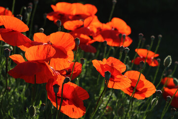 Close-up of red poppy flowers in the meadow against sunlights. Papaver rhoeas in bloom