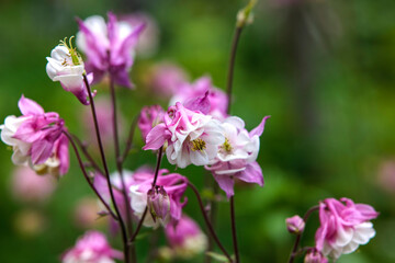 Obraz premium pink flowers in the garden