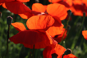 Close-up of red poppy flowers in the meadow against sunlights. Papaver rhoeas in bloom