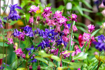 purple flowers in the garden
