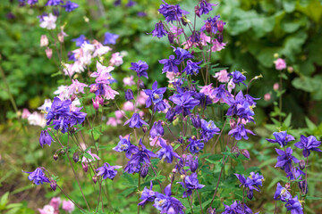 purple flowers in the field