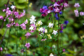 purple flowers in the field