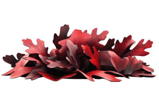 A cluster of deep red leaves, possibly oak, arranged in a slightly haphazard pile against a black background.  The leaves show varying shades and textures, suggesting autumnal coloration