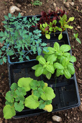 Various plants for vegetable garden ready to transplant: tomato, cbasil, pumpkin and colorful ...
