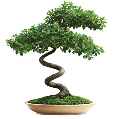 A lush green bonsai tree with a spiraling trunk sits in a shallow, light beige pot filled with moss.  The tree's branches spread gracefully