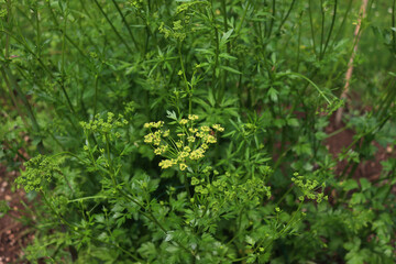 Parsley plant with yellow flowers in the vegetable garden. Petroselinum crispum in bloom on summer