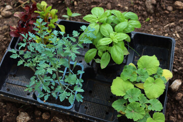 Various plants for vegetable garden ready to transplant: tomato, cbasil, pumpkin and colorful ...