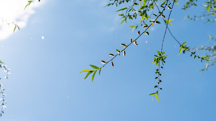 Green bamboo branches against a blue sky