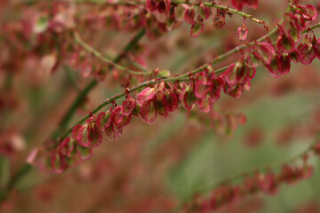 Close-up of Rumex acetosa or common sorrel plant with red flowers on selective focus