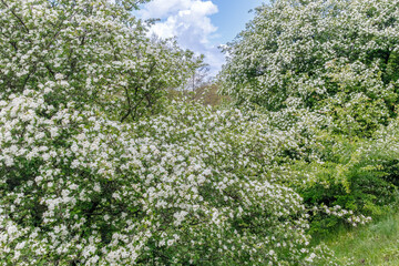Lush hawthorn trees (Crataegus) in full bloom, covered with clusters of small white flowers, creating a bright spring landscape.