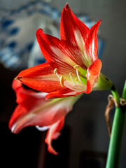 A beautiful amaryllis flower bloomed in a pot on the windowsill