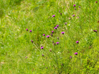棚田に咲いたノアザミの花