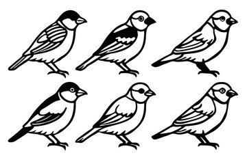 Finch Bundle Set Minimalist Line Art Vector
