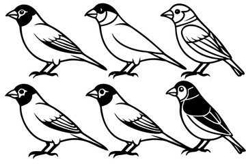 Finch Bundle Set Minimalist Line Art Vector