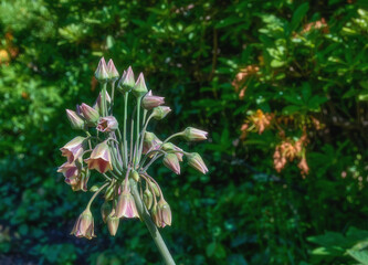 sicilian honey garlic resp. Allium siculum or Nectaroscordum siculum,Rhineland,Germany