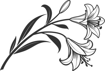 Fototapeta premium Lily Flower Illustration Design. Elegant Lily Bloom Line Art. Botanical Lily Flower Outline. Hand Drawn Lily Floral Design. Minimal Lily Flower Drawing