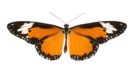 Naklejka premium Detailed Close-Up of a Monarch Butterfly with Vibrant Orange and Black Wings against a Transparent Background