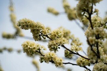 咲き誇るモモの花