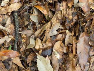 地面に積もった枯葉