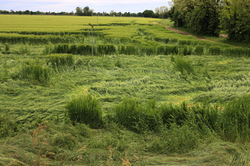 Close-up of green wheat plants damaged by wind after a storm. Bad weather on Triticum aestivum...