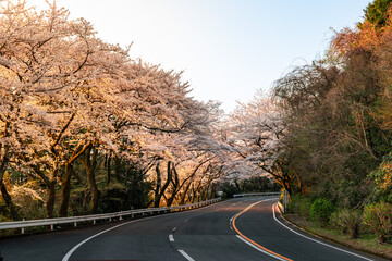 Naklejka premium 神奈川県の箱根ターンパイクの峠道にある桜が美しい駐車場