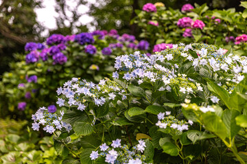静岡県下田市　下田公園のアジサイ
