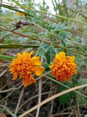orange flower in the garden
