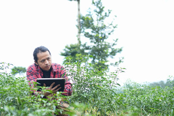 Young tech savvy farmer squatting between chili plants while checking crop health using a digital tablet. Modern smart farming meets traditional agriculture negative empty space