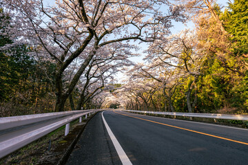 神奈川県の箱根ターンパイクの峠道にある桜が美しい道路