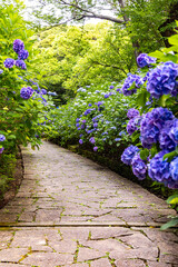 静岡県下田市　下田公園のアジサイ
