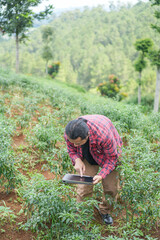 chili vegetable farmer on mountain slope inspecting field using tablet technology modern farming negative space