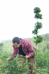 chili vegetable farmer on mountain slope inspect analyzing field using tablet technology. rural modern farming lifestyle negative copy space