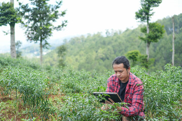 young male farmer monitoring crop health with digital tablet in natural chili field wearing workwear flannel leather boots cargo pants with copy space