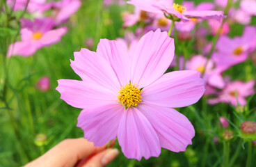 Obraz premium Closeup of a Gorgeous Blooming Mexican Aster or Cosmos Flower