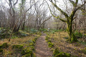 winter path through bare old trees and mossy rocks