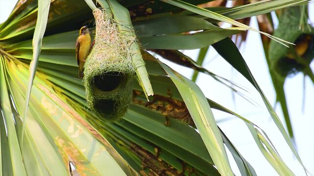 Baya weaver bird (Ploceus philippinus) busy in making pendulum hanging nest