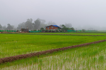 Rice fields with fog in the background