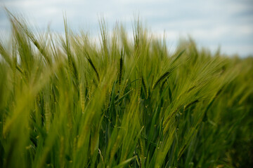 Obraz premium green grass field in the wind 
